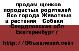 продам щенков породистых родителей - Все города Животные и растения » Собаки   . Свердловская обл.,Екатеринбург г.